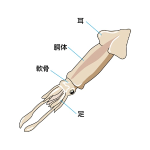 イカはどこを食べている おつまみから学ぶ食育