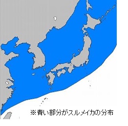 スルメイカの分布と産卵時期