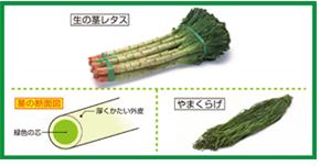 茎レタス」とは、どんな食材?