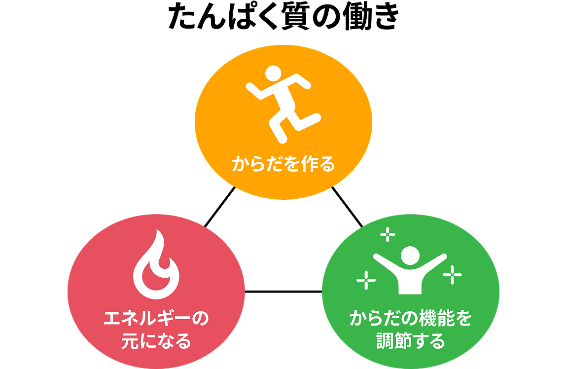 たんぱく質の役割は大きく3つ