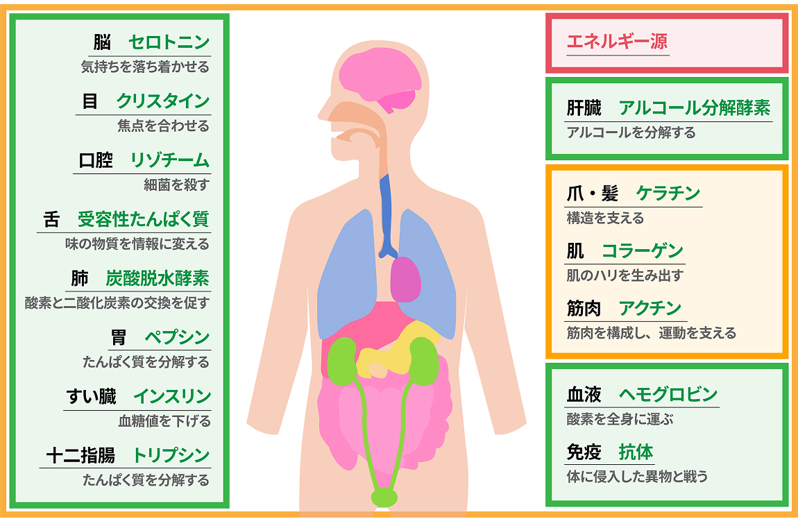 たんぱく質は全身で機能する