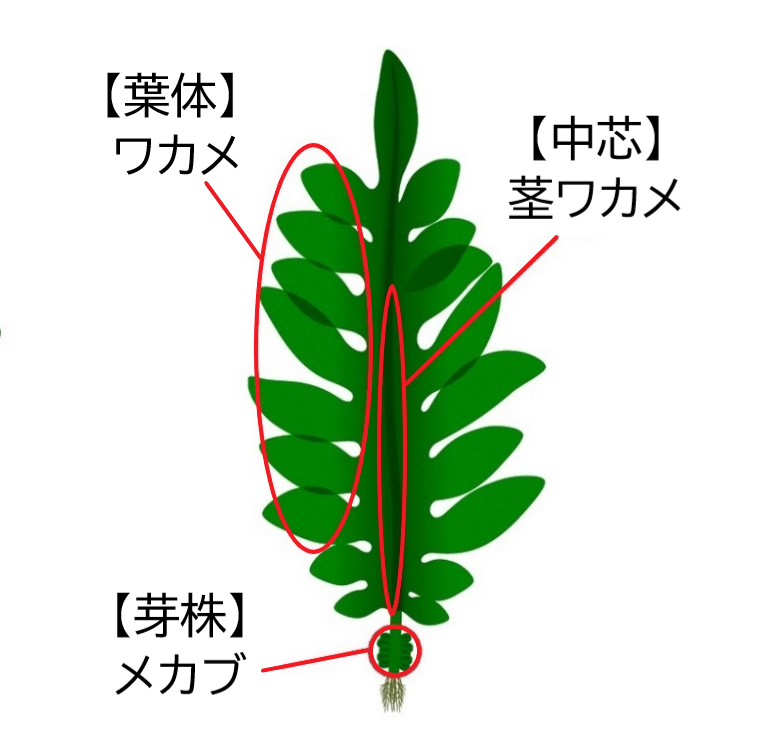 わかめの部位と製品